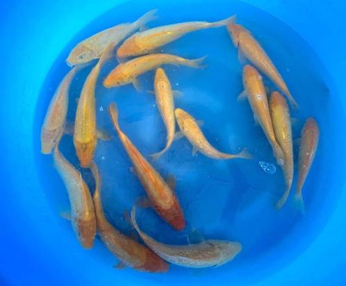 Hirasawa Marusei 28-35cm (Japanse Koi), Dieren en Toebehoren, Vissen | Vijvervissen, Karper of Koi