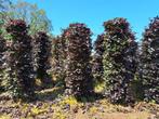 Haagelementen Beukenhaag, Carpinus Fagus Bezorging mogelijk, Tuin en Terras, Planten | Struiken en Hagen, Ophalen of Verzenden