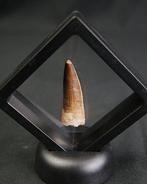 Spinosaurus - Fossiele tand - Spinosaurus aegyptiacus, Verzamelen, Mineralen en Fossielen