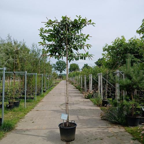 Leilaurier | groenblijvende leiboom | wintergroen, Tuin en Terras, Planten | Bomen