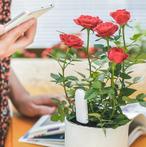 Xiaomi Plant Sensor Slimme Flower Care