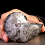 Madagaskar Fossiele Nautilus met Hematiet – Een Geologische, Verzamelen, Mineralen en Fossielen