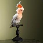 Kaketoe Taxidermie volledige montage - Cacatua leadbeateri -, Nieuw