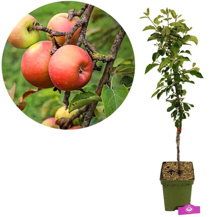 Malus domestica Cevaal + Pot 23cm, Tuin en Terras, Planten | Fruitbomen, Volle zon, Verzenden