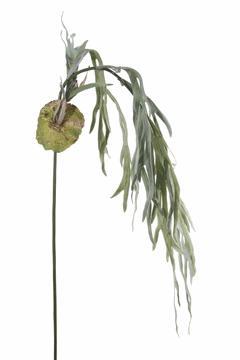 Platycerium l180cm groen  Prachtige hanger, Huis en Inrichting, Woonaccessoires | Kunstplanten en Kunstbloemen, Nieuw, Ophalen of Verzenden