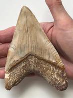 Megalodon tand 12,7 cm (5 INCH) - Fossiele tand -