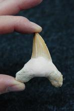 fossiele haaientand XL --NO RESERVEPRiCE-- - Fossiele tand -