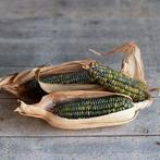 Zea Oaxacan Green Siermais, Ophalen of Verzenden, Nieuw