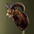 Moeflon Taxidermie Opgezette Dieren By Max, Verzamelen, Dierenverzamelingen, Ophalen of Verzenden, Nieuw, Wild dier, Opgezet dier