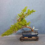 Jeneverbes bonsai (Juniperus) - Hoogte (boom): 23 cm -, Antiek en Kunst