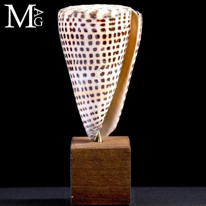 Gemonteerde Conus Litteratus – Elegantie gesculpt door de, Verzamelen, Mineralen en Fossielen