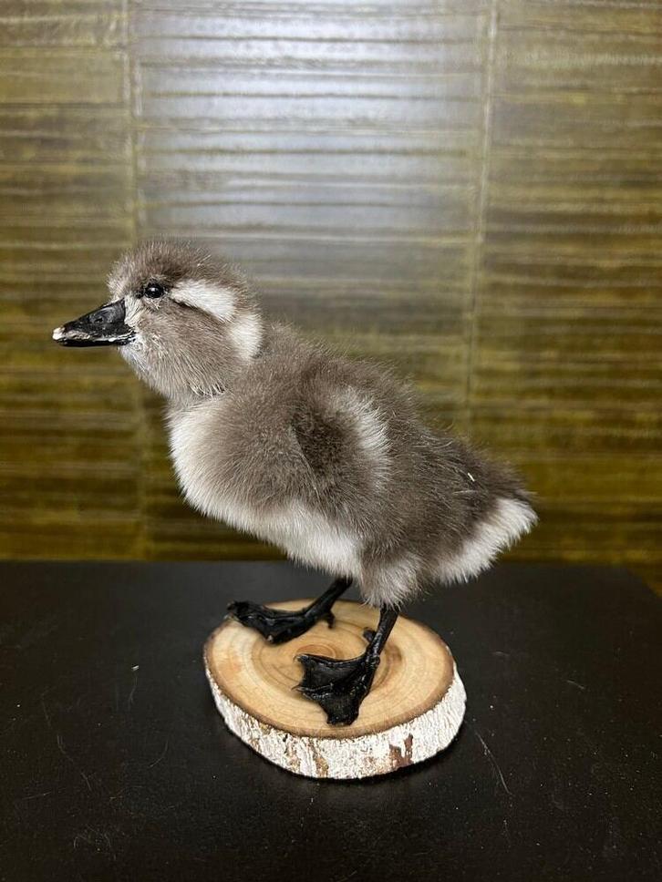 Eend Taxidermie Opgezette Dieren By Max, Verzamelen, Dierenverzamelingen, Opgezet dier, Nieuw, Vogel, Ophalen of Verzenden