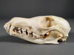 Rode vos schedel Schedel - Vulpes vulpes - 6 cm - 7.6 cm -, Nieuw