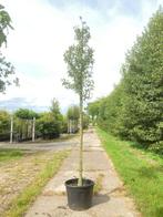 5x Perenboom Pyrus Doyenne du Comicé, Fruitboom, ca. 3, Nieuw