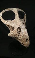 Fossiele schedel - PROTOCERATOPS Cranio Gigante (72 cm x 55, Verzamelen, Mineralen en Fossielen