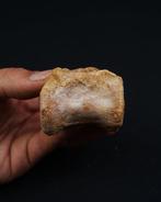 Dinosaurus - Fossiel wervelbot - Spinosaurus aegyptiacus