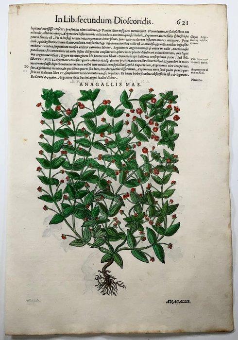 Giorgio Liberale; W. Meyerpeck - Folio, 2 large woodcuts,, Antiek en Kunst, Antiek | Boeken en Bijbels