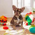 Prachtige raszuivere Franse bulldog pups, Dieren en Toebehoren, Honden | Bulldogs, Pinschers en Molossers, 15 weken tot 1 jaar