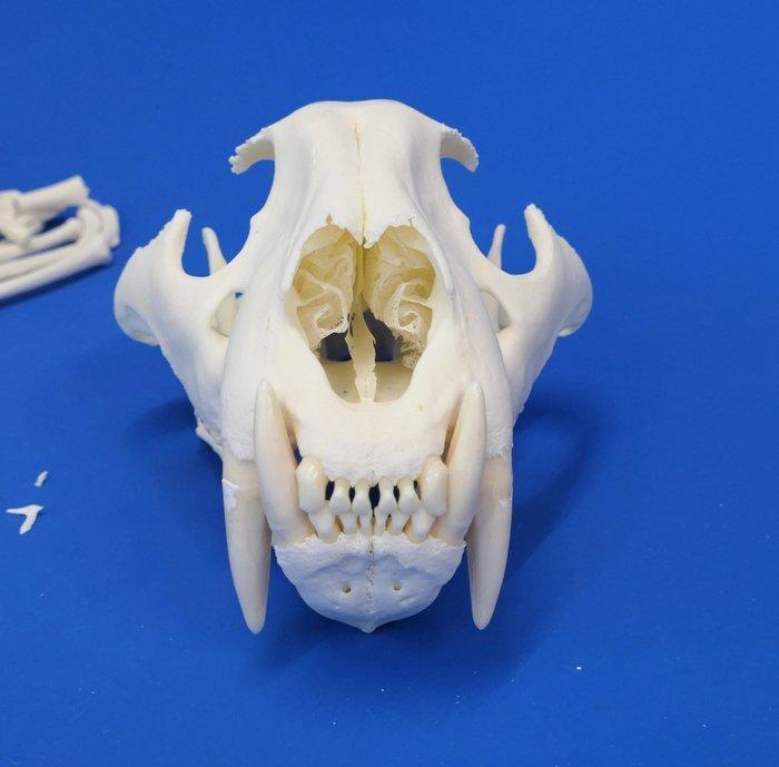 Tijger Volledig skelet met schedel - Panthera tigris - with, Verzamelen, Dierenverzamelingen