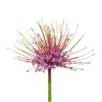 Bloembollen - 24 x Allium Schubertii - lila met roze, Verzenden, Voorjaar, Volle zon, Bloembol