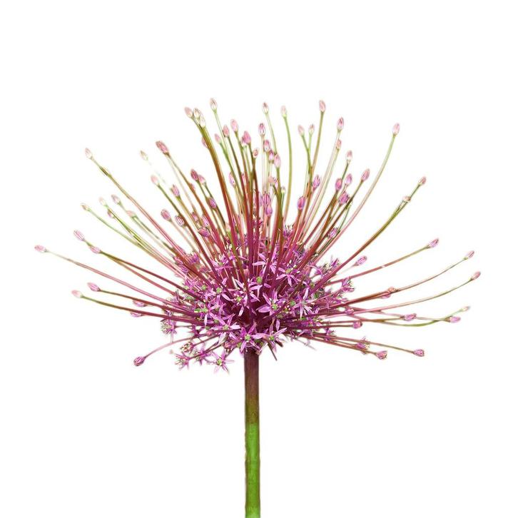 Bloembollen - 24 x Allium Schubertii - lila met roze, Tuin en Terras, Bloembollen en Zaden, Bloembol, Voorjaar, Volle zon, Verzenden