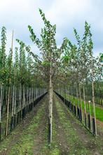 Cydonia oblonga hoogstam 16/18