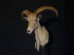 Barbary Sheep Taxidermie wandmontage - Ammotragus lervia -, Verzamelen, Nieuw