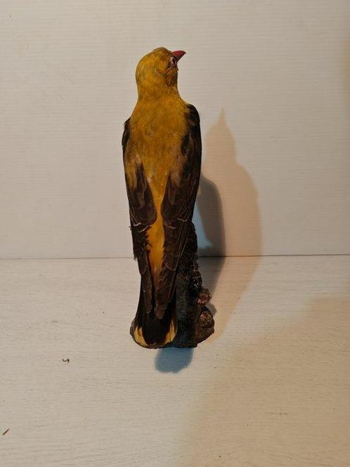 Wielewaal Taxidermie volledige montage - Oriolus oriolus -, Verzamelen, Dierenverzamelingen