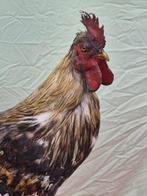Haan van de boerderij - Taxidermie volledige montage -, Nieuw