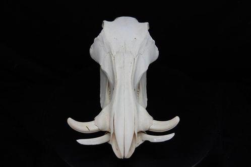African Warthog Schedel - Phacochoerus africanus - 0 cm - 16, Verzamelen, Dierenverzamelingen