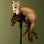 Steenmarter Taxidermie Opgezette Dieren By Max, Verzamelen, Dierenverzamelingen, Ophalen of Verzenden, Nieuw, Wild dier, Opgezet dier