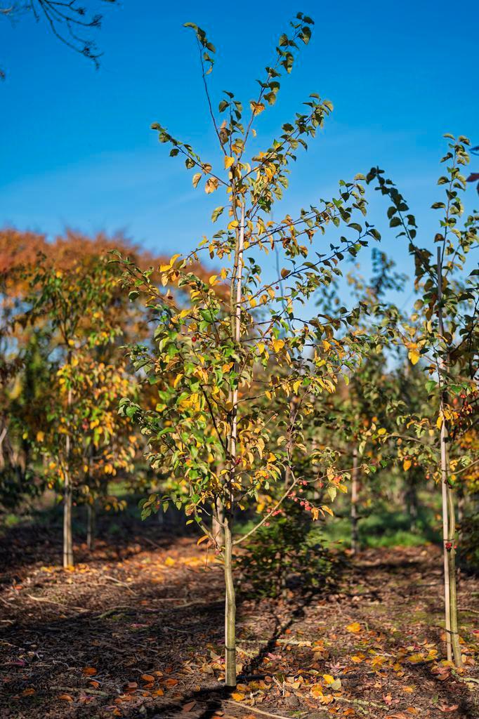 Sierappel  - De Malus ‘Red Sentinel’, Tuin en Terras, Planten | Bomen, Leiboom, Halfschaduw, 250 tot 400 cm, Lente, Ophalen