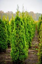 Thuja occidentalis Smaragd 175-200 met kluit, Ophalen, Conifeer, Haag, 100 tot 250 cm