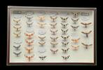 French Guyana Butterflies - scientific collection -  -, Nieuw