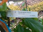 Parrotia persica vannesa perzisch ijzerhout, Ophalen