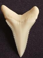 Grote witte haaientand Tand - Carcharodon carcharias - 33,83, Nieuw
