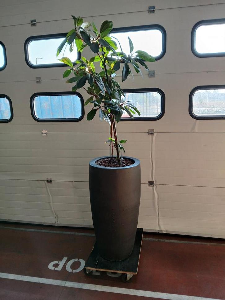 Keramische plantenpot met ficus, Diam. x H 47 x 90 / 210 cm, Diversen, Overige Diversen, Ophalen