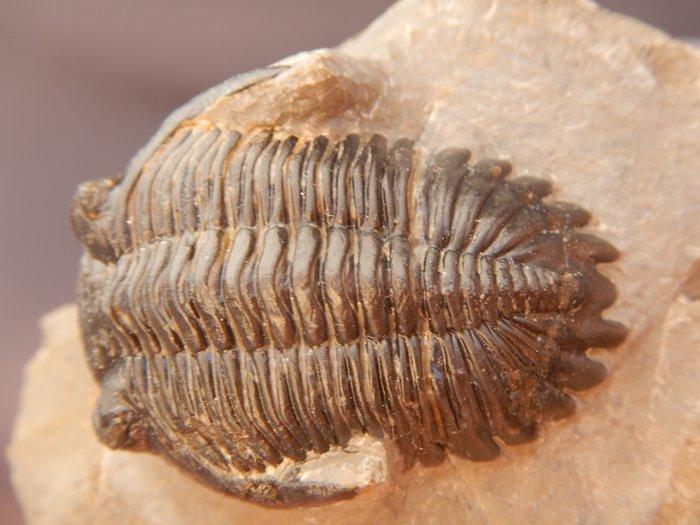 Fossiel - Fossiel skelet - Hollardops mescoristata - 6 cm, Verzamelen, Mineralen en Fossielen