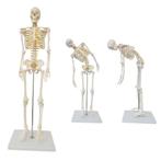 Anatomie model menselijk skelet met ruggenmergzenuwen, Sport en Fitness, Overige Sport en Fitness, Nieuw, Verzenden