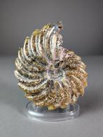 Prachtige gesneden ammoniet - Gefossiliseerde schelp -