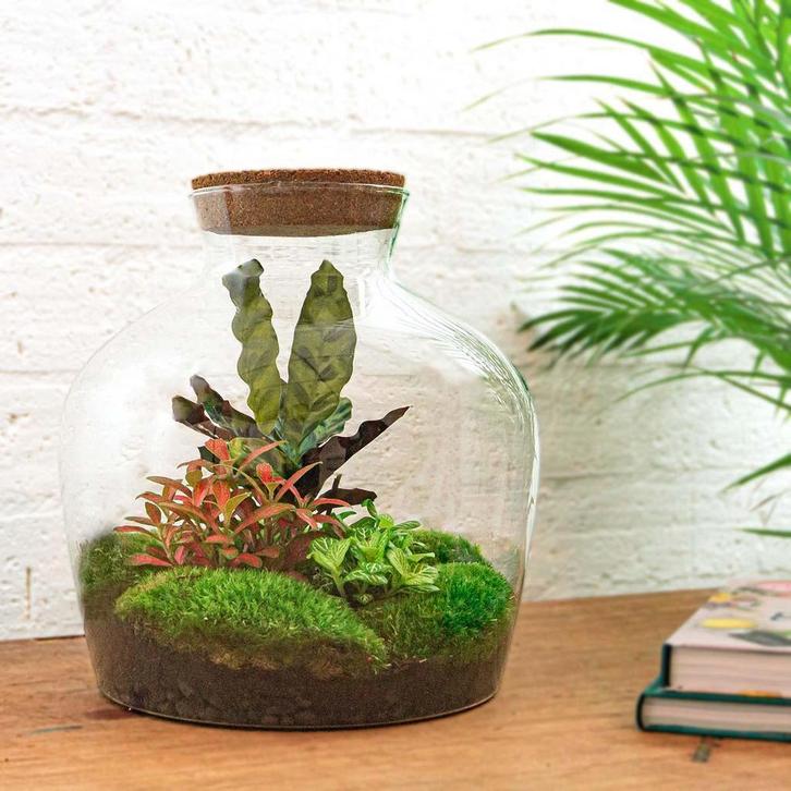 DIY Planten terrarium met licht - Fat Joe Red - Ø 29 cm  30, Tuin en Terras, Bloembollen en Zaden, Verzenden