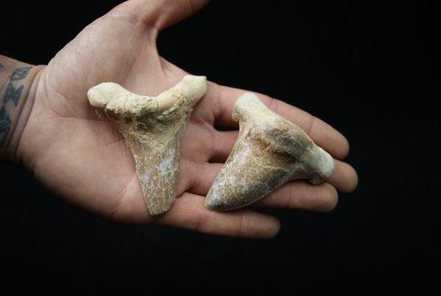 Tiburón Sokolovi heel scherp voorvader Megalodon van grote, Verzamelen, Mineralen en Fossielen