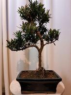Boeddha-den bonsai (Podocarpus macrophyllus) - Hoogte