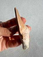 Haai - Fossiele tand - Otodus obliquus - 7.2 cm (Zonder, Verzamelen, Mineralen en Fossielen