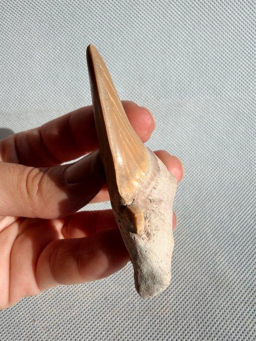 Haai - Fossiele tand - Otodus obliquus - 7.2 cm (Zonder, Verzamelen, Mineralen en Fossielen