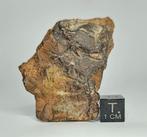 Gebel Kamil meteoriet Niet-gegroepeerd, ijzer. - 138.84 g -, Verzamelen