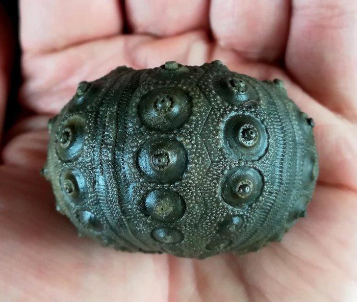 Indrukwekkende zee-egel!!! - Uitzonderlijke grootte, 45, Verzamelen, Mineralen en Fossielen