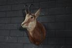 Fine Austrian Chamois head-mount Taxidermie wandmontage -, Verzamelen, Dierenverzamelingen, Nieuw