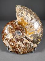 Prachtige ammoniet met groeilijnen - Gefossiliseerde schelp