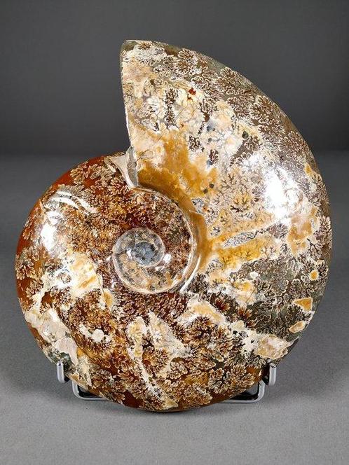 Prachtige ammoniet met groeilijnen - Gefossiliseerde schelp, Verzamelen, Mineralen en Fossielen